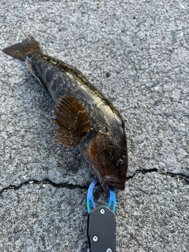 アイナメの釣果