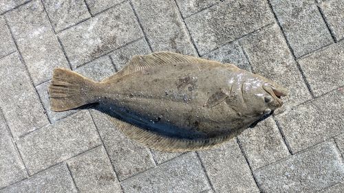 ヒラメの釣果