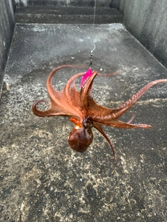 タコの釣果