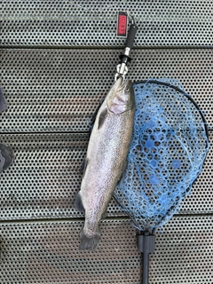 ニジマスの釣果