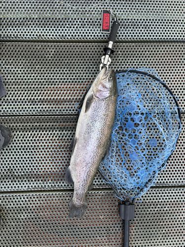 ニジマスの釣果