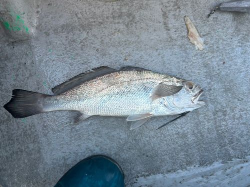 クログチの釣果