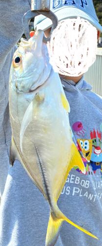 ギンガメアジの釣果
