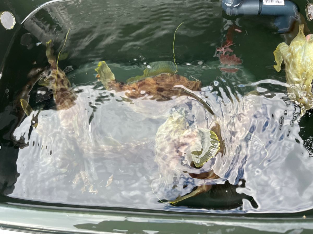 BOZUさんの釣果 2枚目の画像