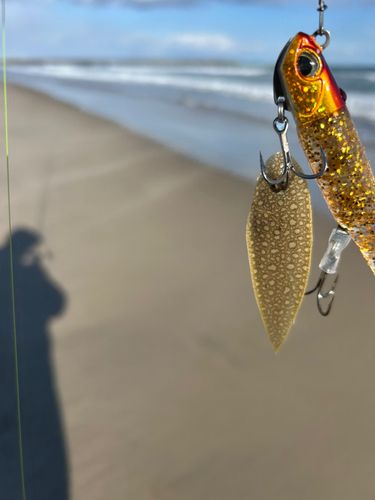 シタビラメの釣果