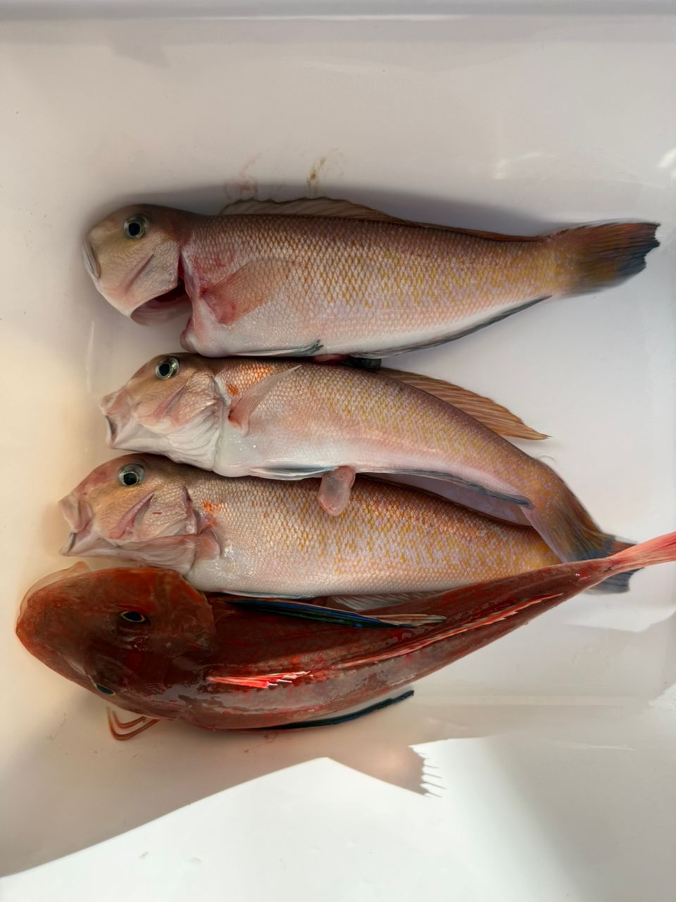 soratobukujiraさんの釣果 1枚目の画像