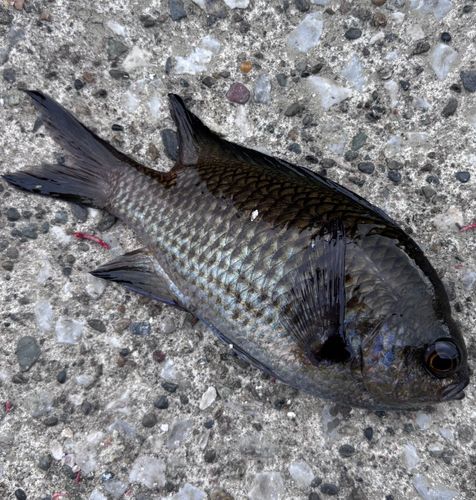 スズメダイの釣果