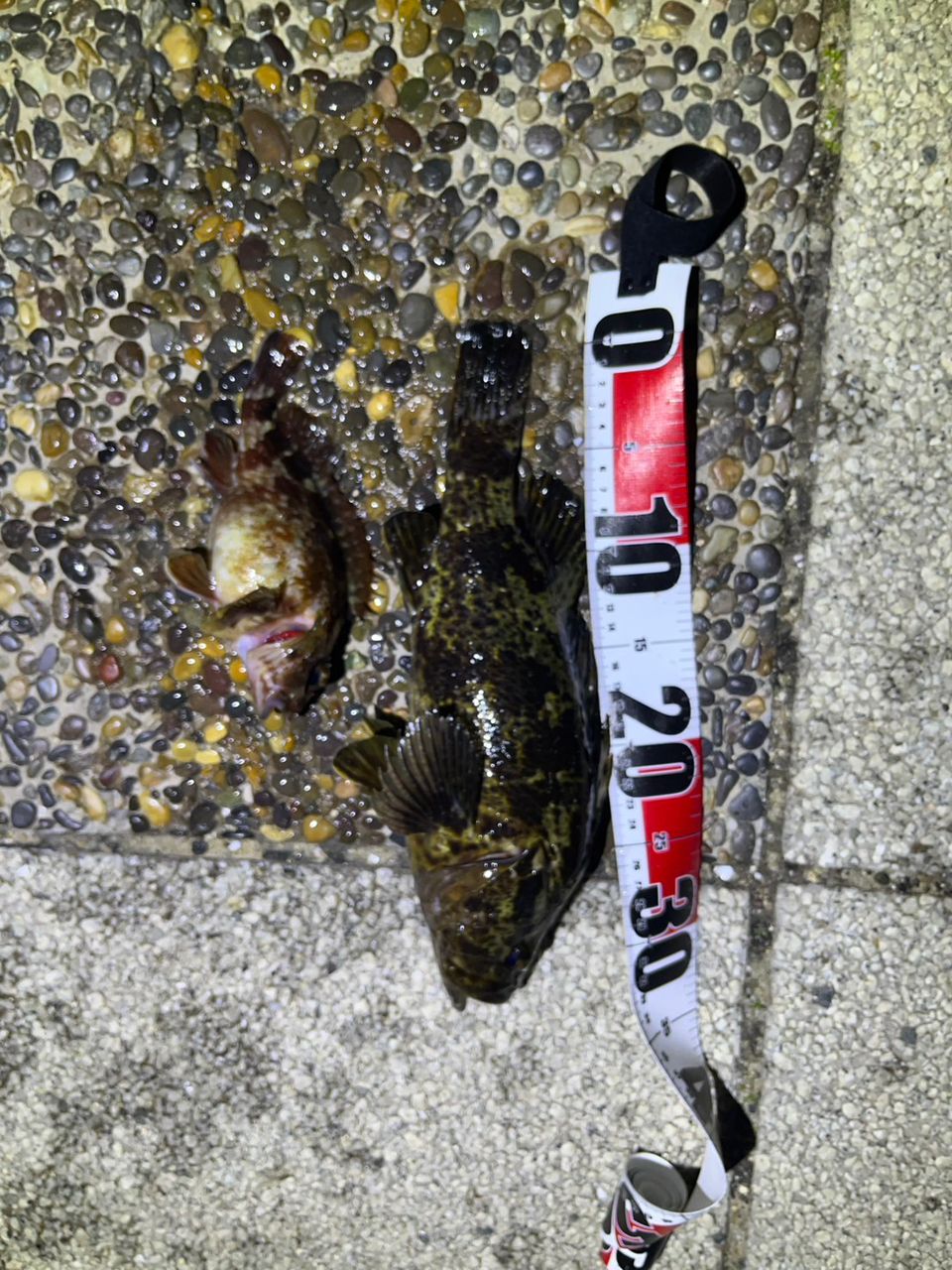 タケノコメバル