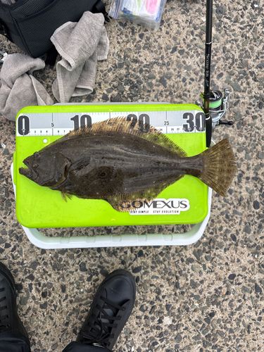 ヒラメの釣果
