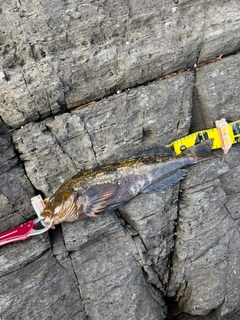 アイナメの釣果