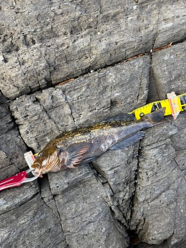 アイナメの釣果