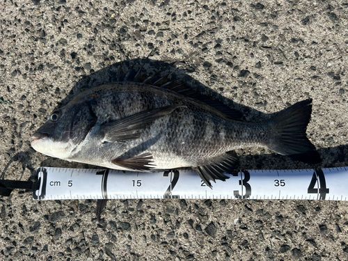 クロダイの釣果