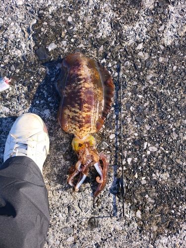 アオリイカの釣果