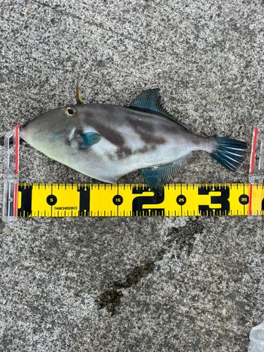 阿賀マリノポリス