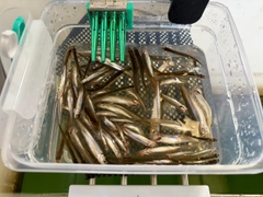 ワカサギの釣果