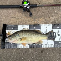 ラージマウスバス