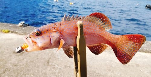 スジアラの釣果