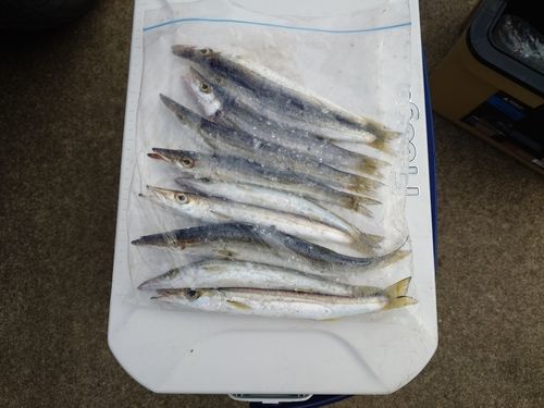カマスの釣果