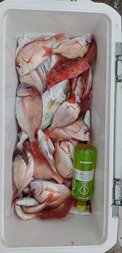 ハナダイの釣果