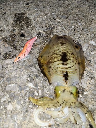 アオリイカの釣果