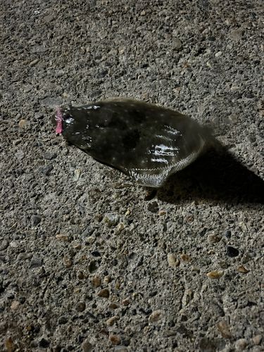 ヒラメの釣果