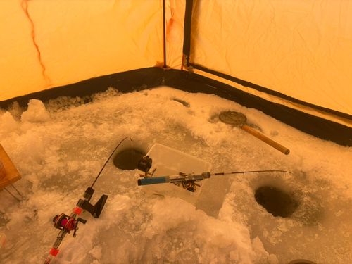 ワカサギの釣果