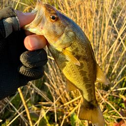 ラージマウスバス