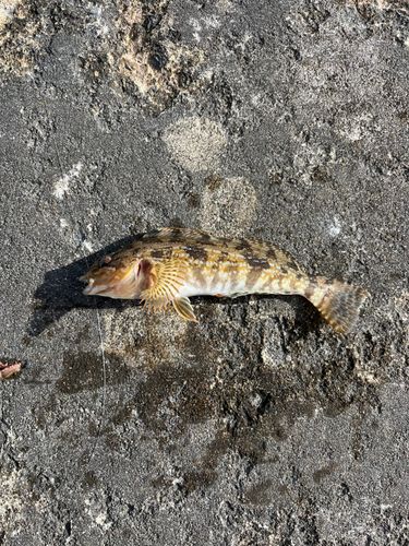 アイナメの釣果