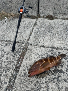 アコウの釣果