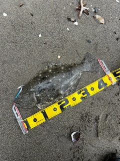 ヒラメの釣果