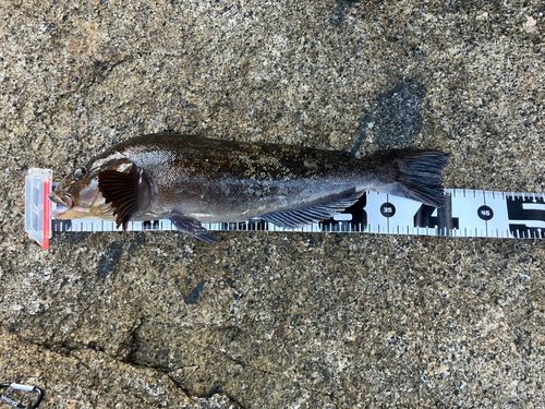 アイナメの釣果