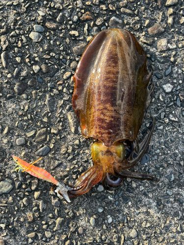 アオリイカの釣果