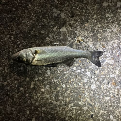 千葉港中央埠頭