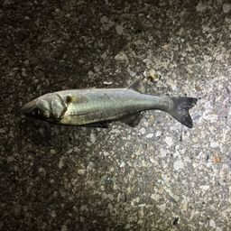 セイゴ（タイリクスズキ）