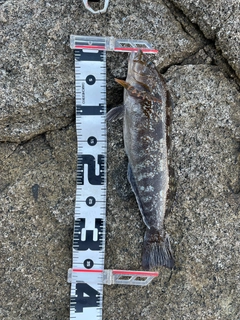 アイナメの釣果