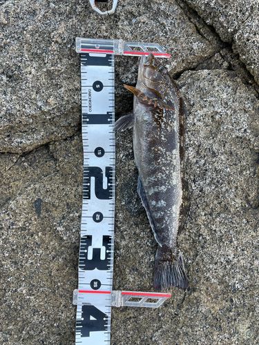 アイナメの釣果