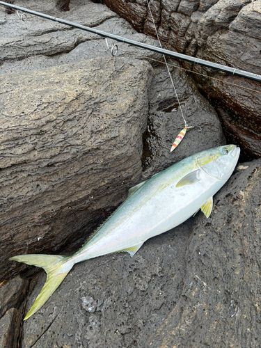ヤズの釣果