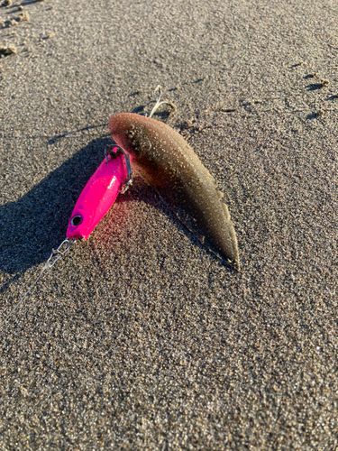 シタビラメの釣果