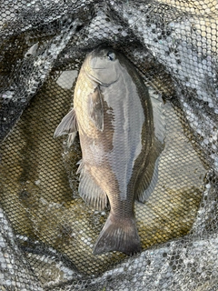 メジナの釣果