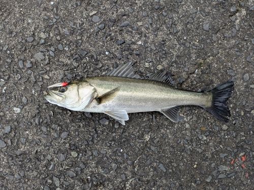 スズキの釣果