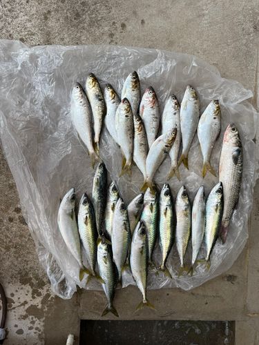 大黒ふ頭西緑地