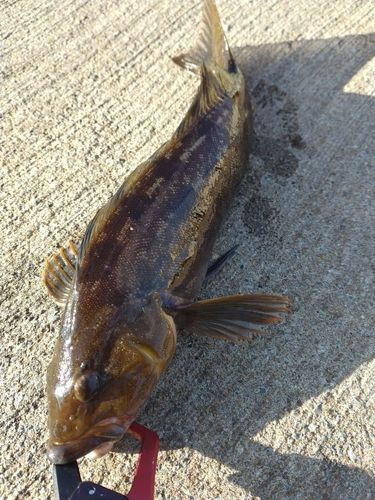 アイナメの釣果