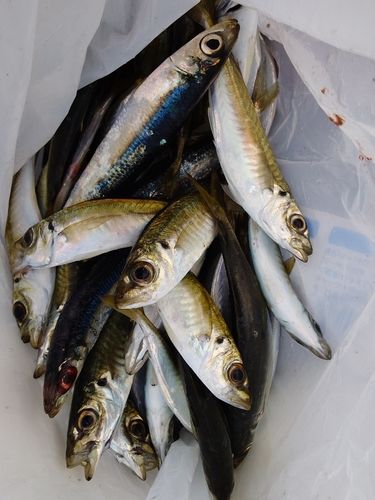 マアジの釣果