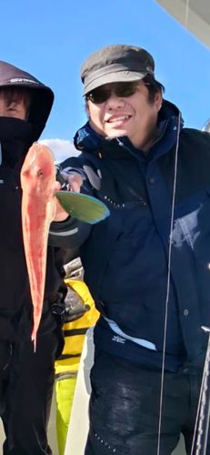 ホウボウの釣果