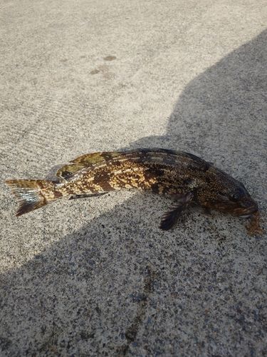 アイナメの釣果