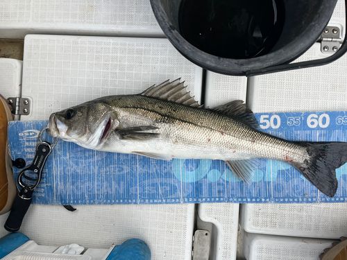 東京湾（アクアライン〜富津）