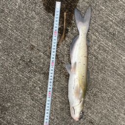 アメリカナマズ