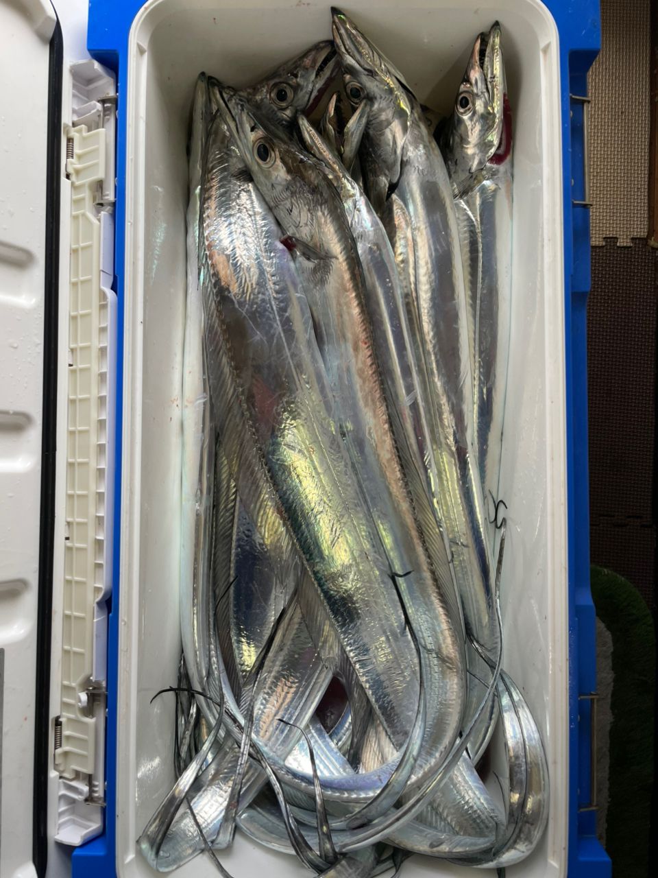 金沢八景のつり吉さんの釣果 2枚目の画像