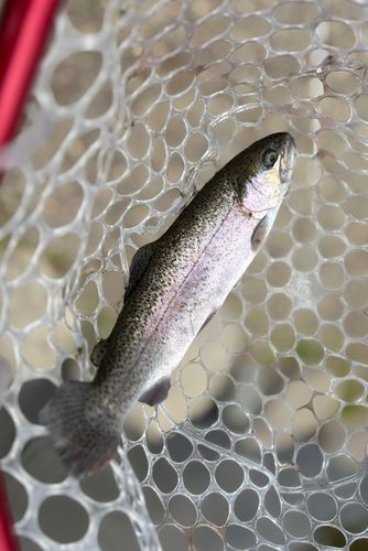 ベリーパーク in FISH ON! 王禅寺