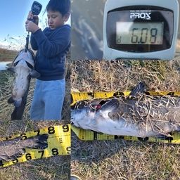 アメリカナマズ